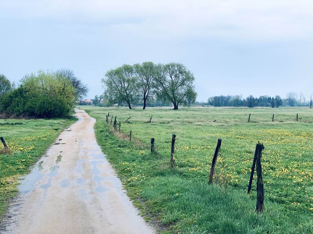 „Deszcz Majowy” Leopold Staff // „May rain” by Leopold Staff 